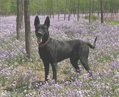 黑狼犬和马犬的缺点和优点各是什么，哪个更凶猛，哪个更聪明(马犬和黑狼犬哪个更凶狠)