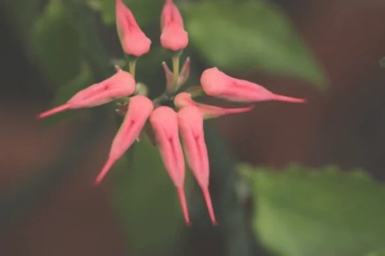 红雀珊瑚什么时候开花，夏季盛开艳红色花朵