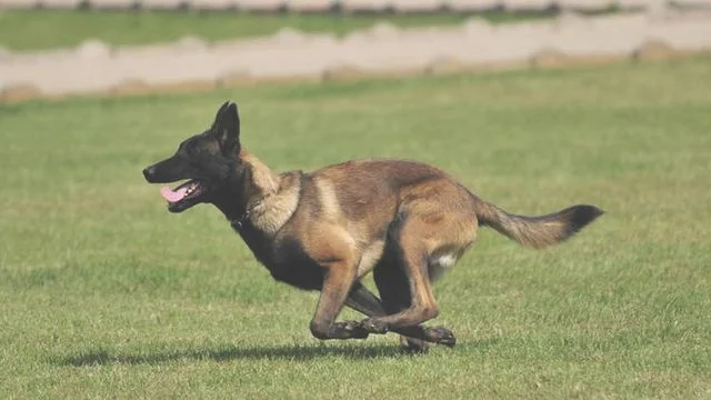 黑狼犬和马犬的缺点和优点各是什么，哪个更凶猛，哪个更聪明(马犬和黑狼犬哪个更凶狠)