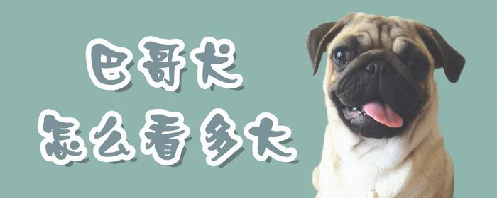 巴哥犬怎么看多大