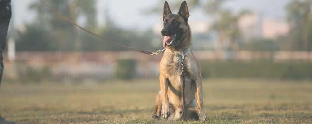 黑狼犬和马犬的缺点和优点各是什么，哪个更凶猛，哪个更聪明(马犬和黑狼犬哪个更凶狠)