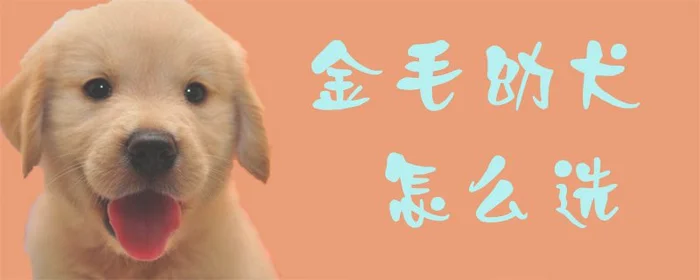 金毛幼犬怎么选1