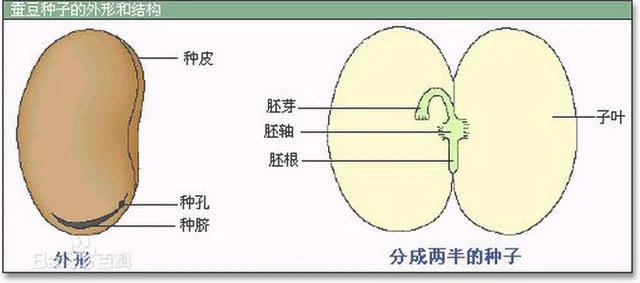 种子的内部结构