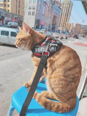 为什么现在养宠物猫的越来越多(为什么突然流行养猫)