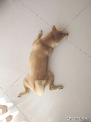 为什么现在养宠物猫的越来越多(为什么突然流行养猫)