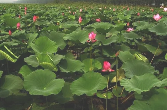 菜莲能开花吗