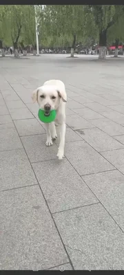 拉布拉多是优秀的导盲犬，为什么饲养它的普通人很少(拉布拉多是最聪明的导盲犬)