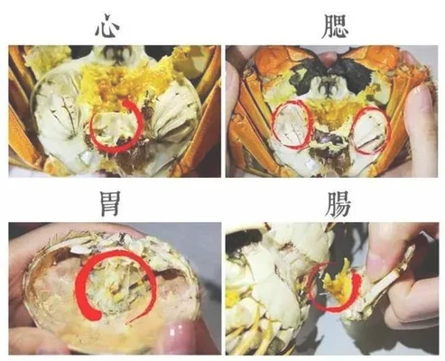 螃蟹开脐是什么意思