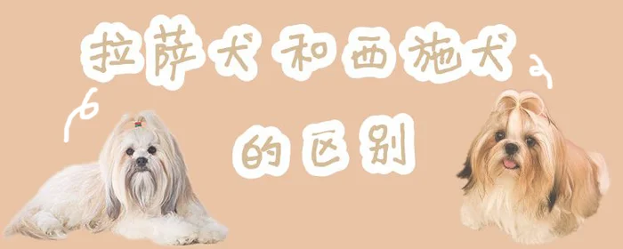 拉萨犬和西施犬的区别