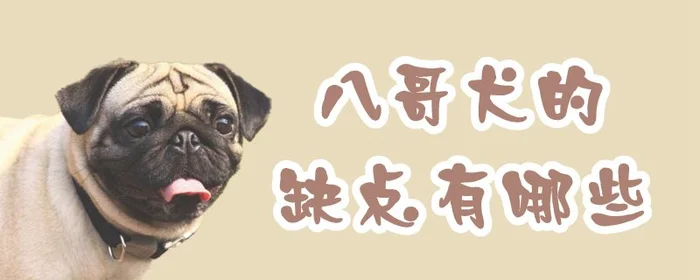 八哥犬的缺点有哪些