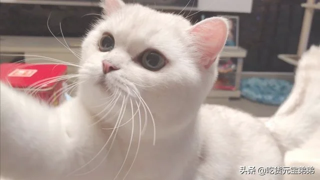 猫咪是怎么分辨主人和陌生人的(猫怎么分辨自己的主人)