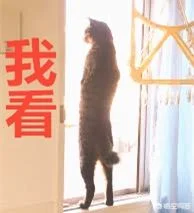 猫咪是怎么分辨主人和陌生人的(猫怎么分辨自己的主人)