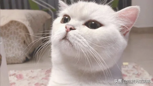 猫咪是怎么分辨主人和陌生人的(猫怎么分辨自己的主人)