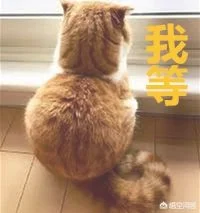 猫咪是怎么分辨主人和陌生人的(猫怎么分