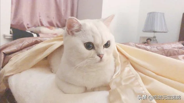 猫咪是怎么分辨主人和陌生人的(猫怎么分辨自己的主人)