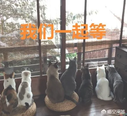 猫咪是怎么分辨主人和陌生人的(猫怎么分辨自己的主人)