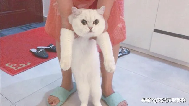 猫咪是怎么分辨主人和陌生人的(猫怎么分辨自己的主人)