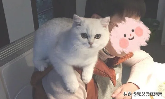 猫咪是怎么分辨主人和陌生人的(猫怎么分辨自己的主人)