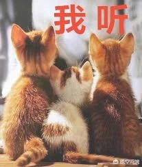 猫咪是怎么分辨主人和陌生人的(猫怎么分辨自己的主人)