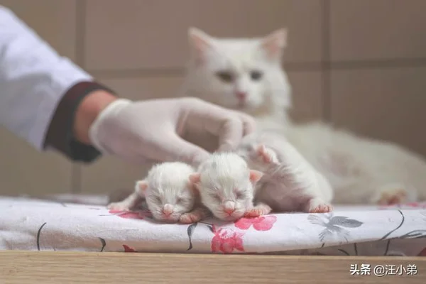 猫咪第一次生小猫，死胎的几率大不大(为什么猫第一次生宝宝会死)