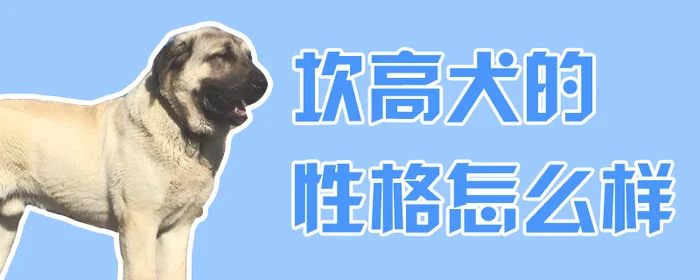 坎高犬的性格怎么样(坎高犬聪明吗)