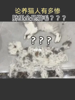 女子因猫毛吸进肺里死亡？医生：这锅不背!