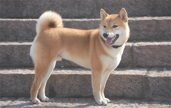 ​中华田园犬智商相当于几岁