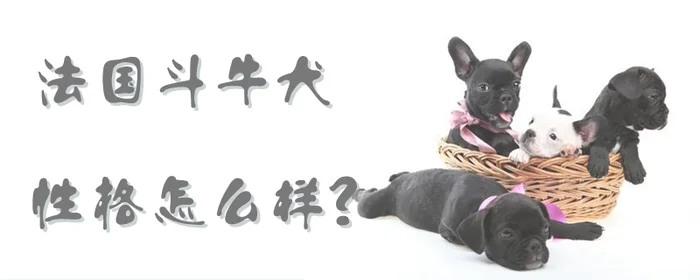 法国斗牛犬性格怎么样