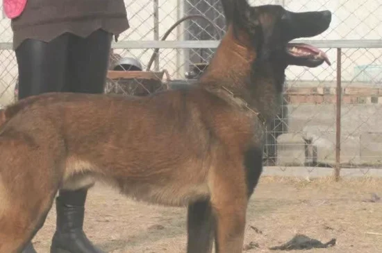 马犬看家护院怎么样 马犬看家护院很不错