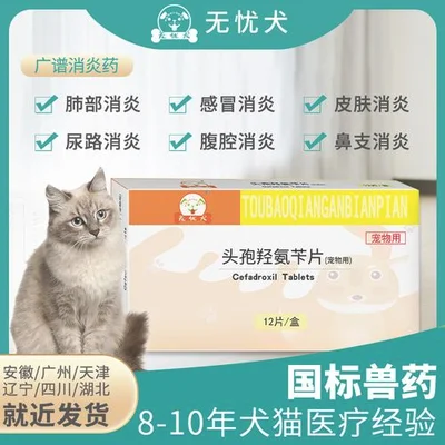 猫肺部感染吃什么药好？