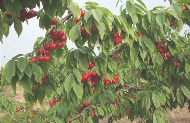 在南方如何种植樱桃树（大樱桃栽植的时期和