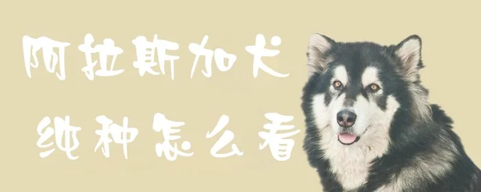 阿拉斯加犬纯种怎么看(纯种阿拉斯加犬图