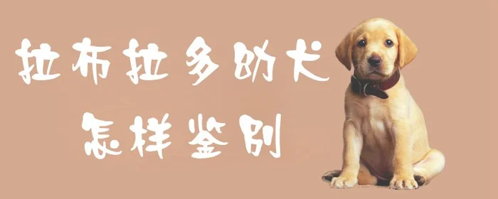 拉布拉多幼犬怎样鉴别1