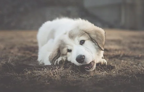 狗狗晚上突然一直低鸣