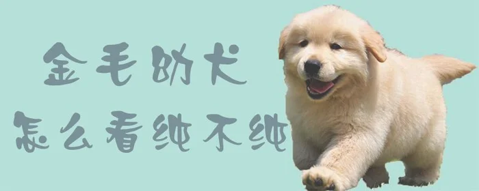 金毛幼犬怎么看纯不纯(金毛幼犬冬天怎么养)