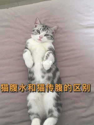 猫咪猫传腹的初期表现有哪些？怎么治疗猫传腹