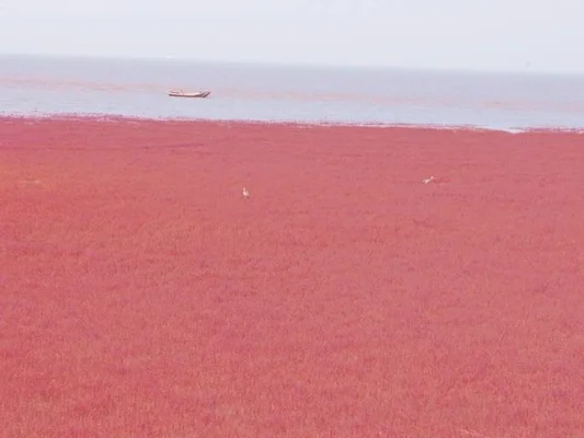 红海海水一般呈什么色
