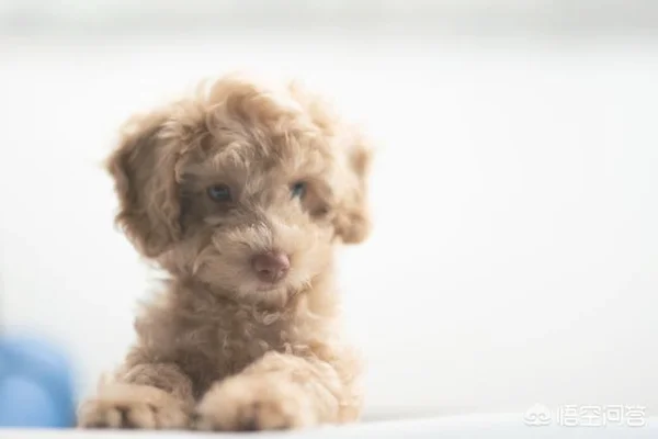 主人的哪些行为，会伤了泰迪犬的心(泰迪犬养多久才认主人)