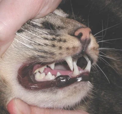 猫咪各年龄段牙齿图(一)