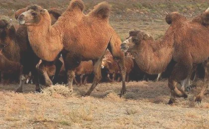 一头骆驼重420什么单位