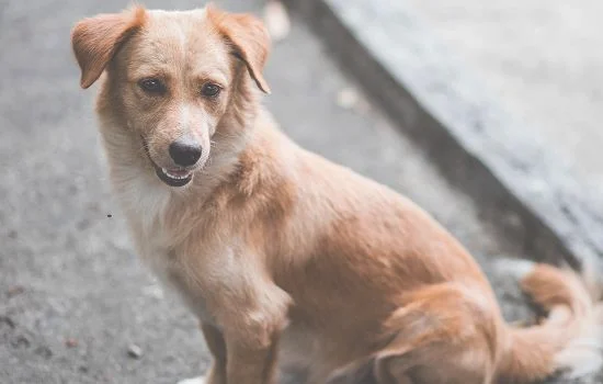 四个月的狗狗是幼犬吗 四个月狗狗算不算幼犬