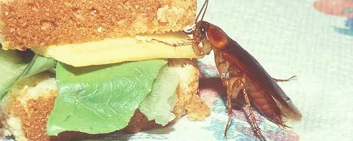 蟑螂有毒吗爬过的东西可以吃吗