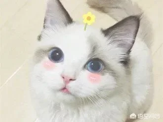 小猫四个月等于几岁(4个月的猫多大)