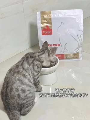 成年猫可以吃老年猫粮吗？-1