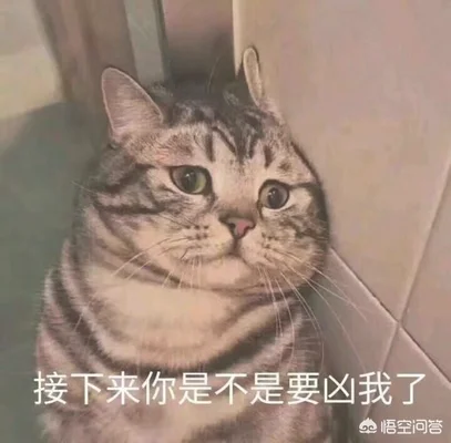 猫知道主人喜欢它吗(猫知道你喜欢它吗)