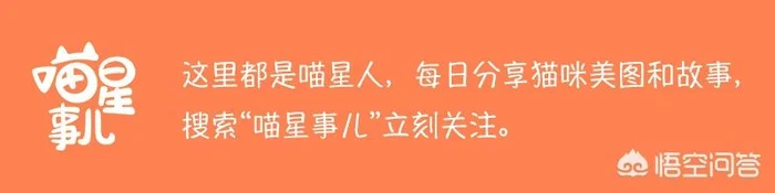 猫知道主人喜欢它吗(猫知道你喜欢它吗)