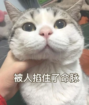 猫知道主人喜欢它吗(猫知道你喜欢它吗)