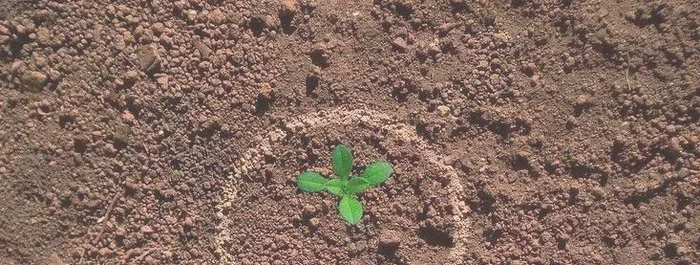 2、将生石灰撒在种植土壤表面，可以增加土壤的温度和湿度。