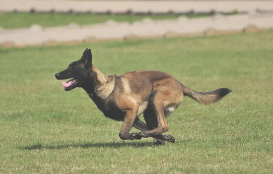 马犬是什么狗配出来的 马犬是什么狗生的