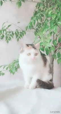 猫流鼻血是什么原因导致的(猫鼻子流血什么原因)